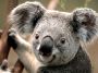 users:anzor4ik:koala.jpg