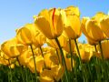 users:azeri:tulips.jpg