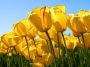 users:azeri:tulips.jpg