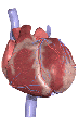 users:bibigon2:heart-2-b-crop-1-.gif