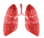 users:bibigon2:lungs.gif