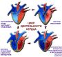 users:snake777:задачи_биологии:serdze_cikl.jpg