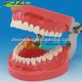 users:timurcoo:dental_teeth_model_abutment_tooth_preparation_model_cavity_preparation_tooth_model_32tooth_.jpg