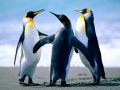 users:uchenikishint7:11kl_2012-2013:954:penguins.jpg