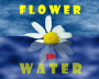 workroom:gimp_and_other:gimp:flower_in_water:21результат.png