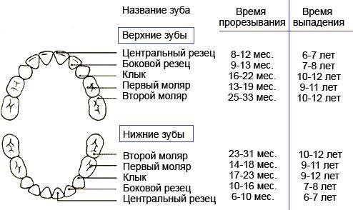 kogda-rezhutsya-pervye-zuby.jpg