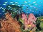 workroom:zm5:coral_landscape_with_soft_corals_and_fish_fiji.jpg